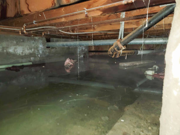 Best Ceiling water damage repair  in South Browning, MT